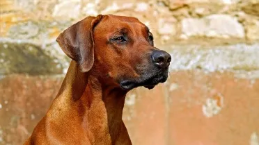 Are Rhodesian Ridgeback Protective 13 dog breeds that go from calm to protective in a matter of seconds