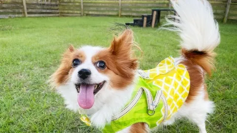 15 signs a dog shows it trusts you more than anyone else