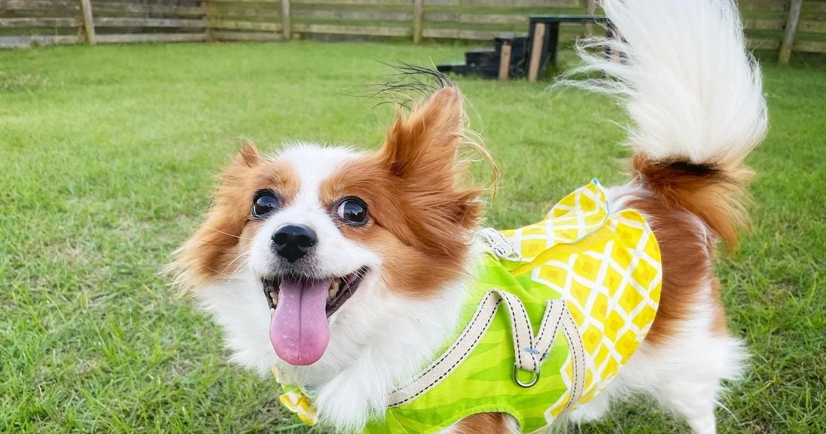 15 signs a dog shows it trusts you more than anyone else