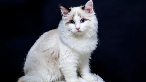 16 secrets that senior cats want you to know, according to experts