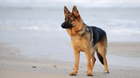 Emotional Sensitivity In Dogs photo