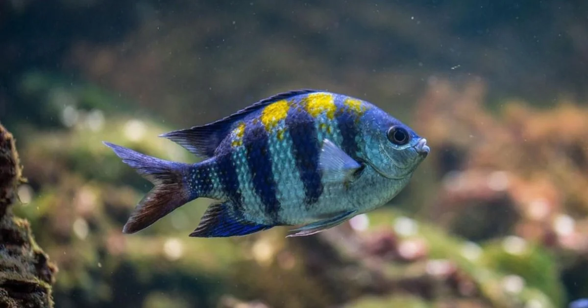 Salt Water Fish Inbox 9 essentialh tings to know before keeping saltwater fish at home