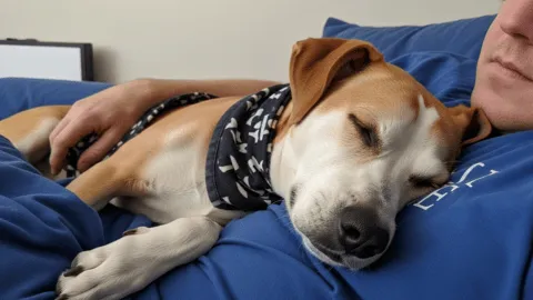 10 signs that your dog is truly happy and has chosen you as his best friend