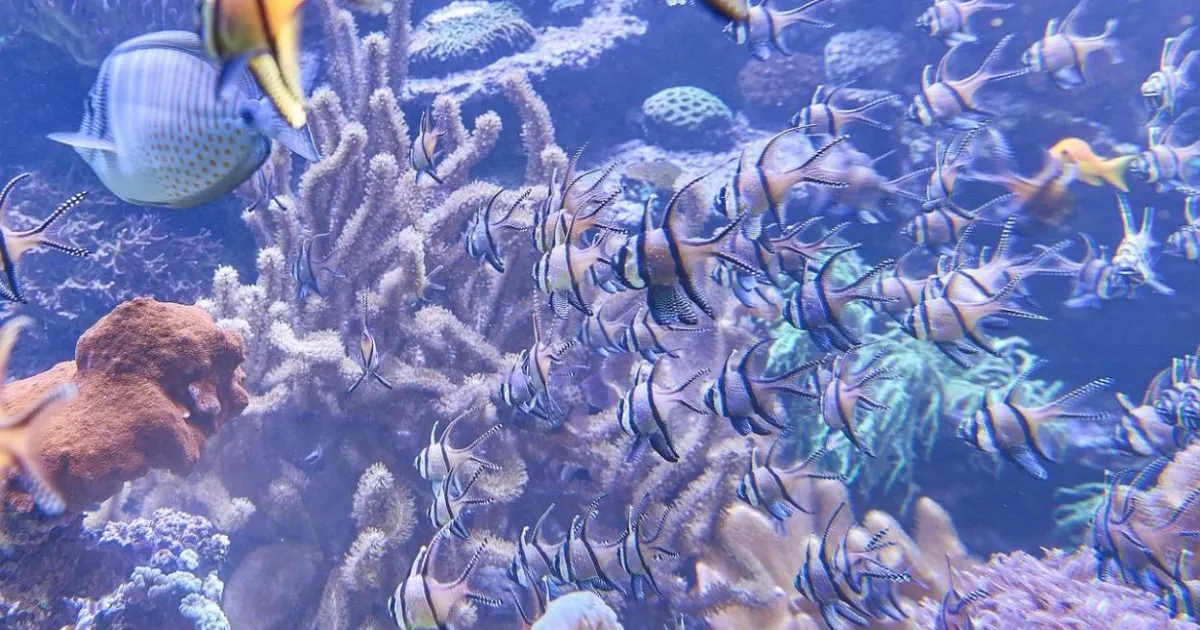 10 Aquarium Decorations You Should Never Use Protect Your Fish Photo Inspiration