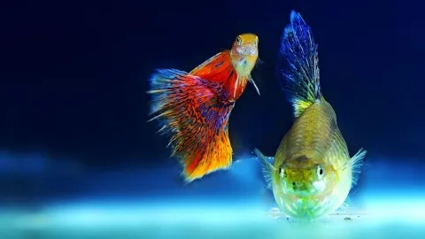 Visual Reference: 10 Aquarium Decorations You Should Never Use Protect Your Fish