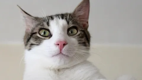 Adorable gestures your cat makes to tell you he loves you with all his ...