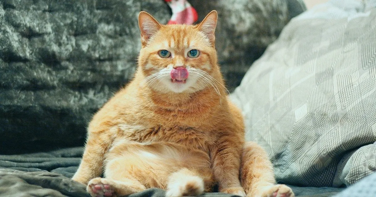 8 curious facts about orange tabby cats that seem to be universal