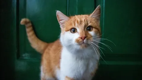 Why cats knock things off tables, according to behavior experts