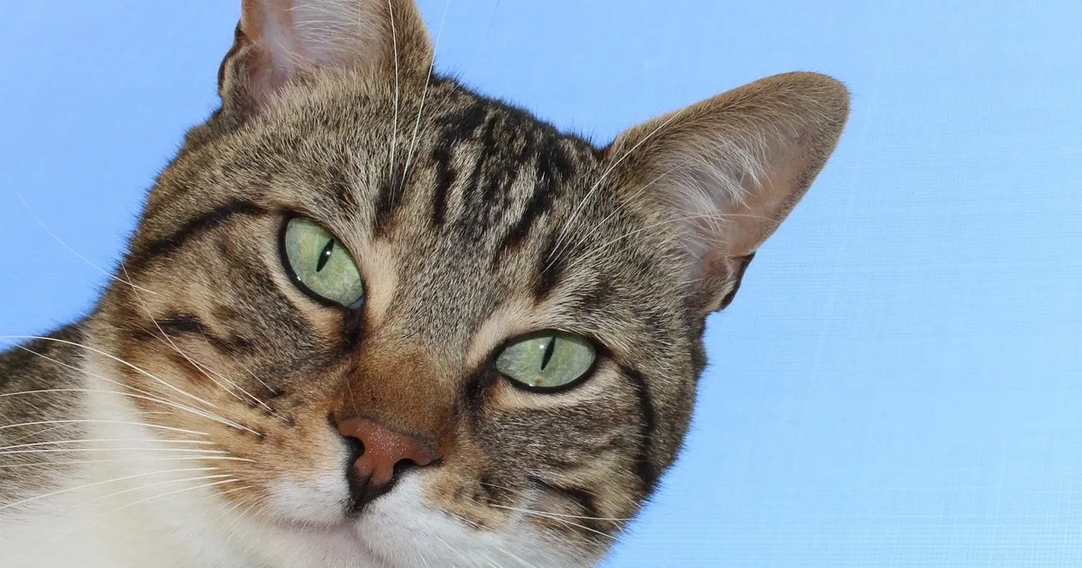 Photo inspiration: Leukemia Hiding Symptoms In Small Felines Symptoms Reference: Is Your Cat Secretly Depressed 10 Signs That Felines Are