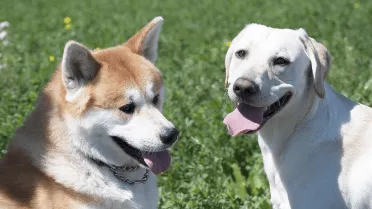 7 datos incómodos sobre los perros que deberías conocer