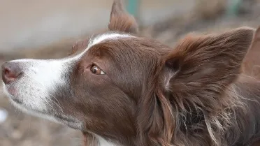 7 datos incómodos sobre los perros que deberías conocer