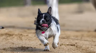 7 datos incómodos sobre los perros que deberías conocer