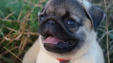 European Pug From imperial palaces to living rooms: 10 surprising facts about pugs