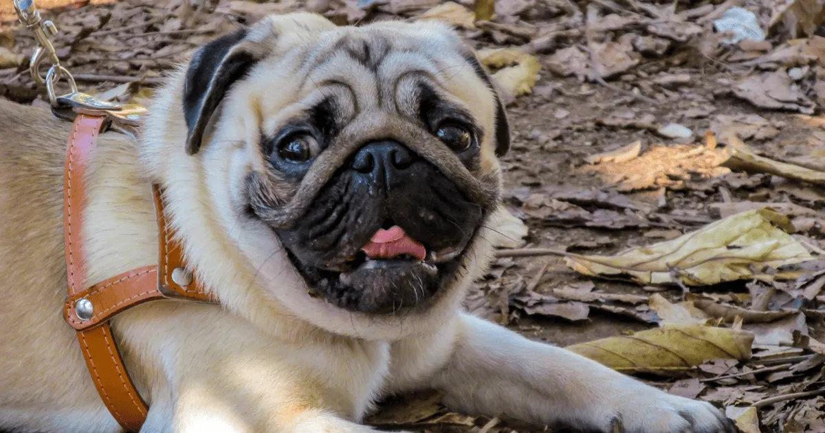 Pug Is From imperial palaces to living rooms: 10 surprising facts about pugs
