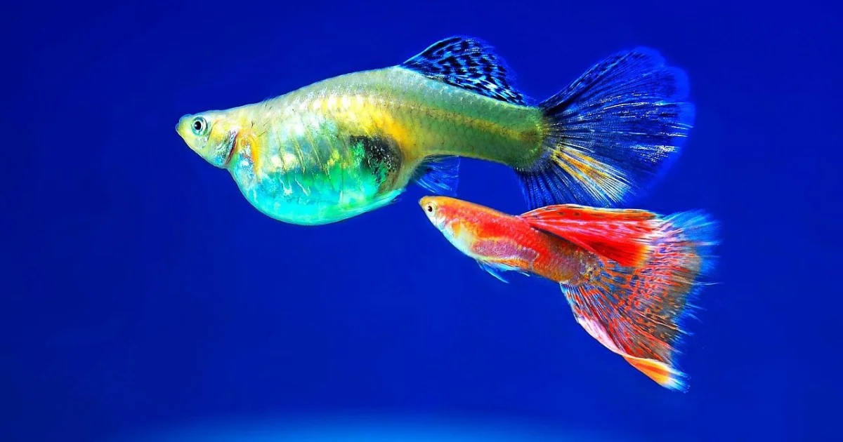 First-Time Fish Tank at Home? 9 Expert Tips Every Beginner Should Know