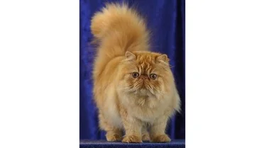 these-cat-breeds-are-losing-popularity-here-s-why