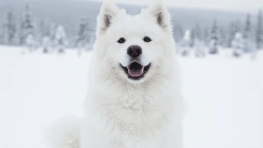 Samoyne What to know before adopting one of these 8 fluffy dog breeds