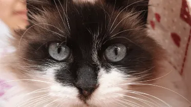 Subtle Cat 12 subtle gestures cats use to show affection to their owners