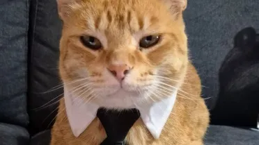 Insecure Cat 9 Signs Your Cat Has Stopped Trusting You