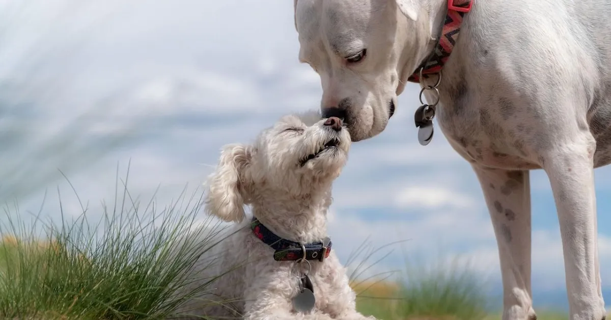 View of 10 Strange but Common Behaviors Dogs Have, According to Experts