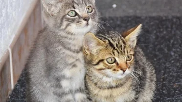 Subtle Cat Subtle Gestures Cats Use to Show They Truly Love You