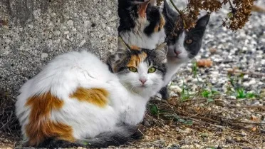 Subtle Cat Subtle Gestures Cats Use to Show They Truly Love You