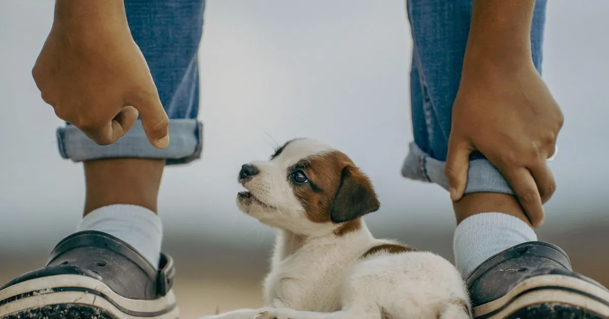 Spontaneous Ways to Tell Your Dog You Love Them So They Truly Understand