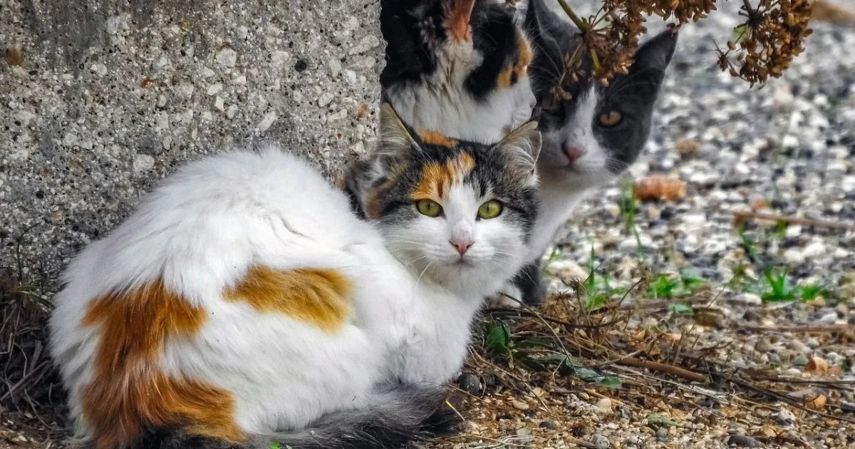Loving Gestures Your Cat May Show When Nearing the End of Life