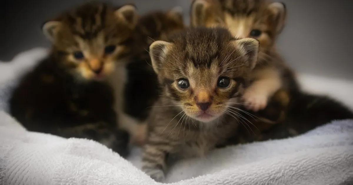 Basic and Complete Guide for New Kitten Owners