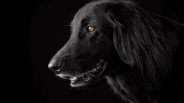 15 signs your dog trusts you more than anyone else