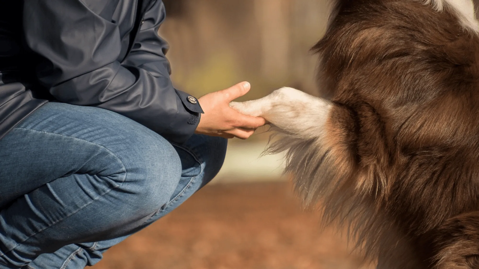 15 signs your dog trusts you more than anyone else