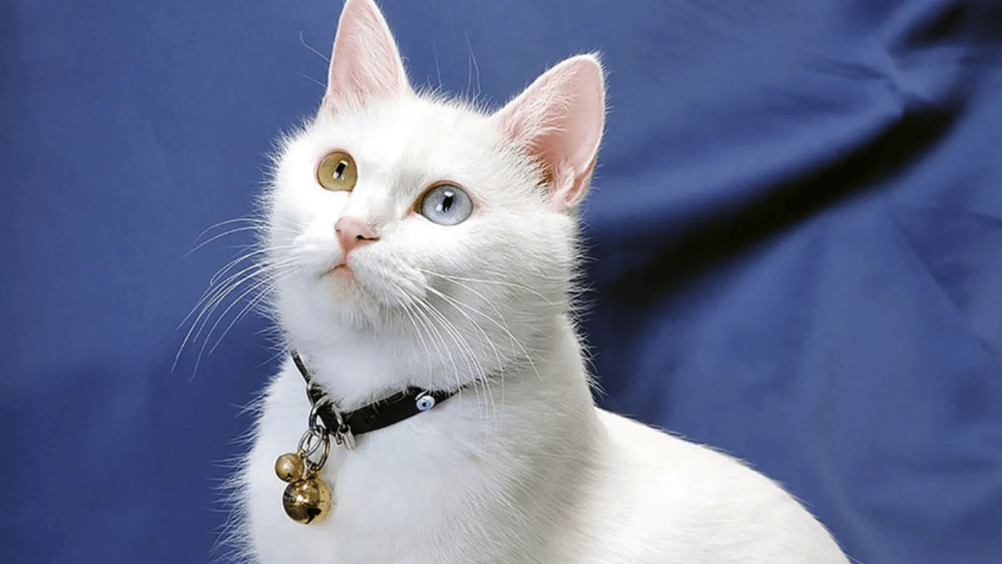 Veterinarians reveal 9 loving gestures for your cat in its final days