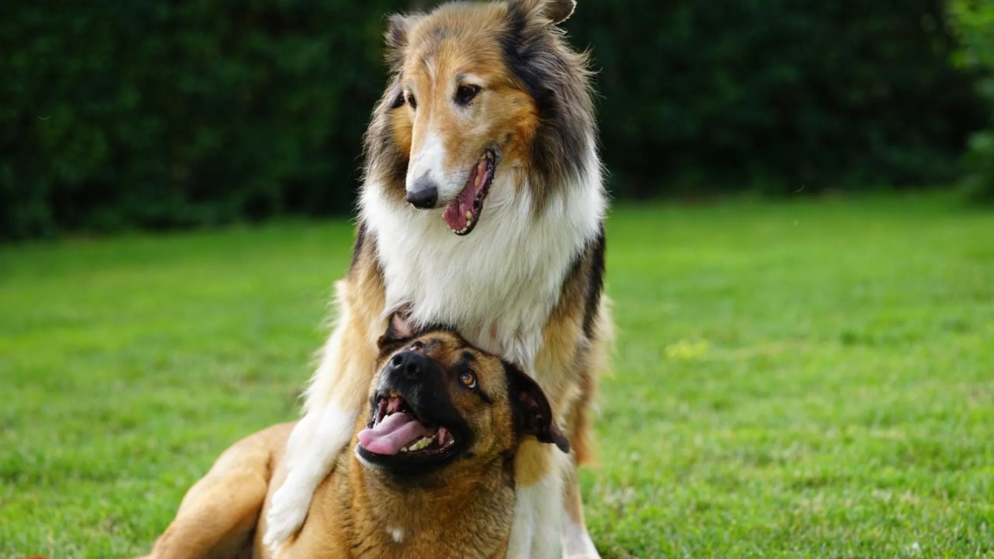 Experts Reveal Ways to Stop Your Dog From Scratching So Often