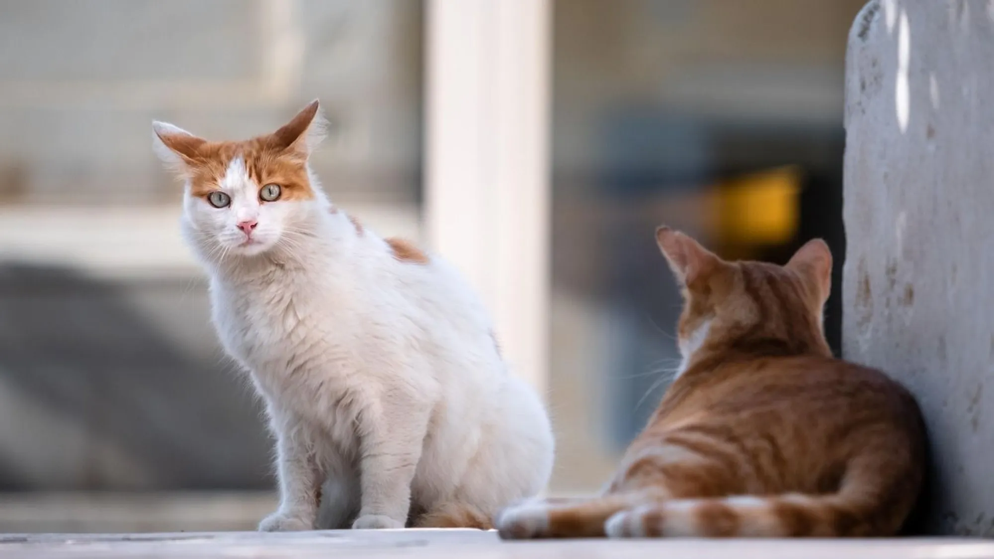 Unusual Cat Behaviors That Experts Say Are Actually Normal