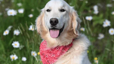 This is the dog breed you should have according to your birth month
