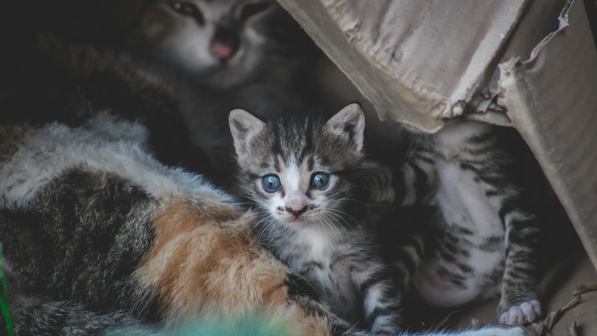 Reasons Why Adopting a Rescued Cat Is Better Than Buying One