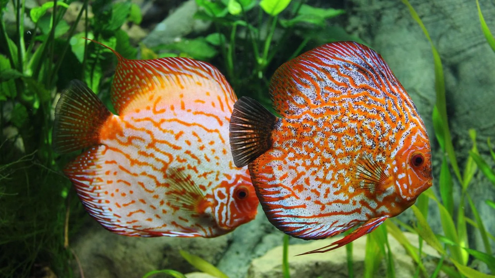 Well Actually Fish Decorations that may look great in your aquarium but actually stress ...