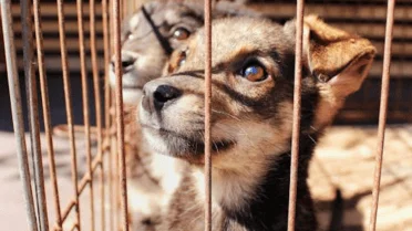 Pups Rescue Help 10 benefits of adopting a rescue puppy (you wont expect #5)