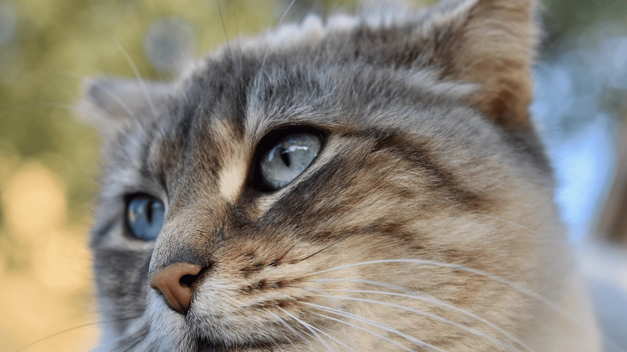 Subtle Cat 11 subtle signs your cat might be sick without you noticing