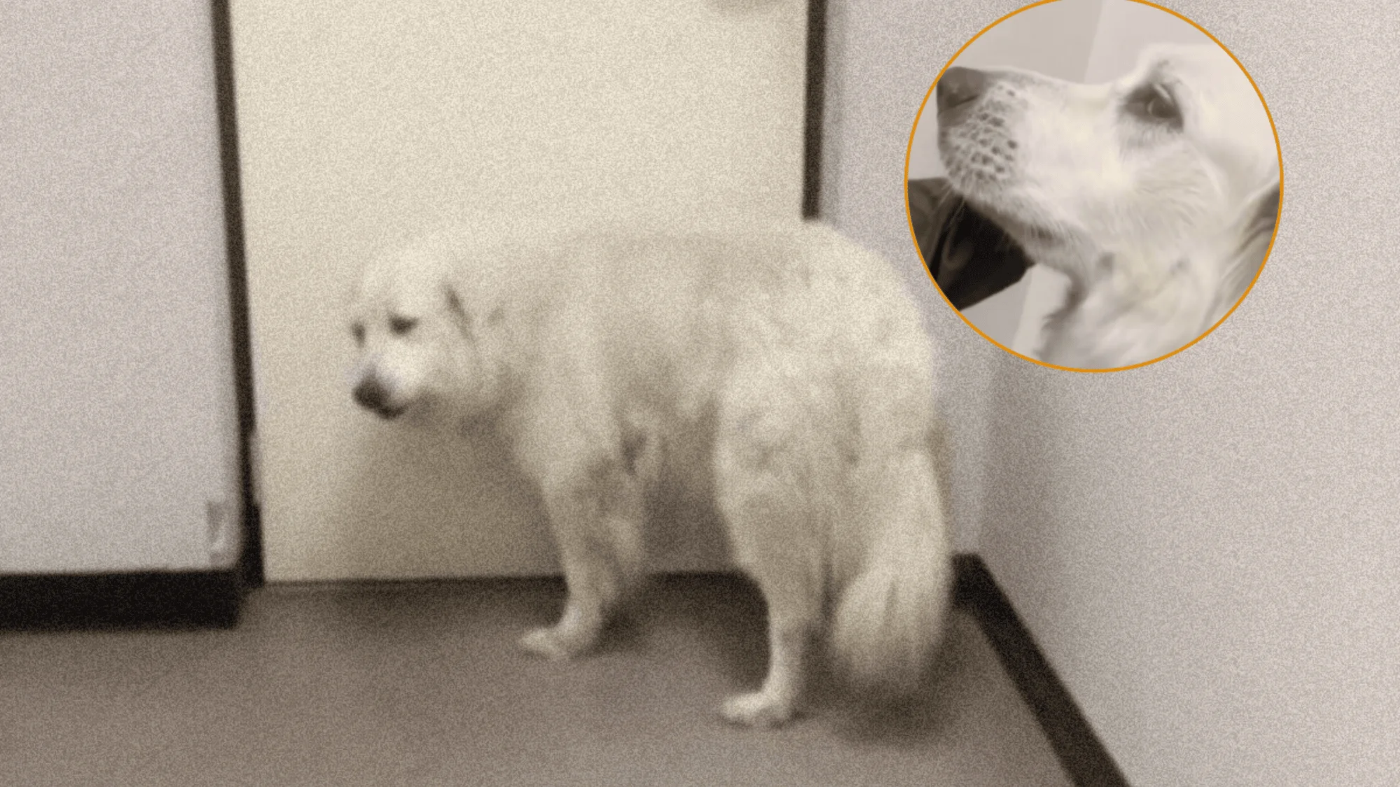 She hasn't given up: A little dog waits daily at the entrance of a shelter