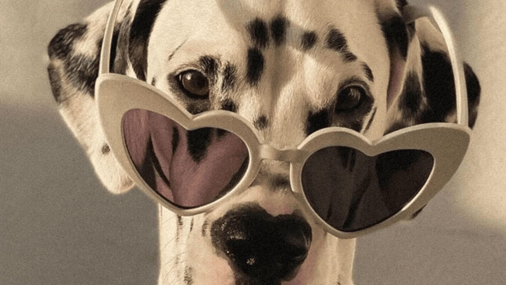 Are you a sociable person? Discover the 20 perfect breeds for extroverts