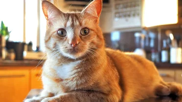 This sound your cat makes says even more than any meow
