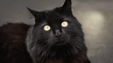 This sound your cat makes says even more than any meow