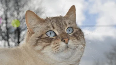 This sound your cat makes says even more than any meow