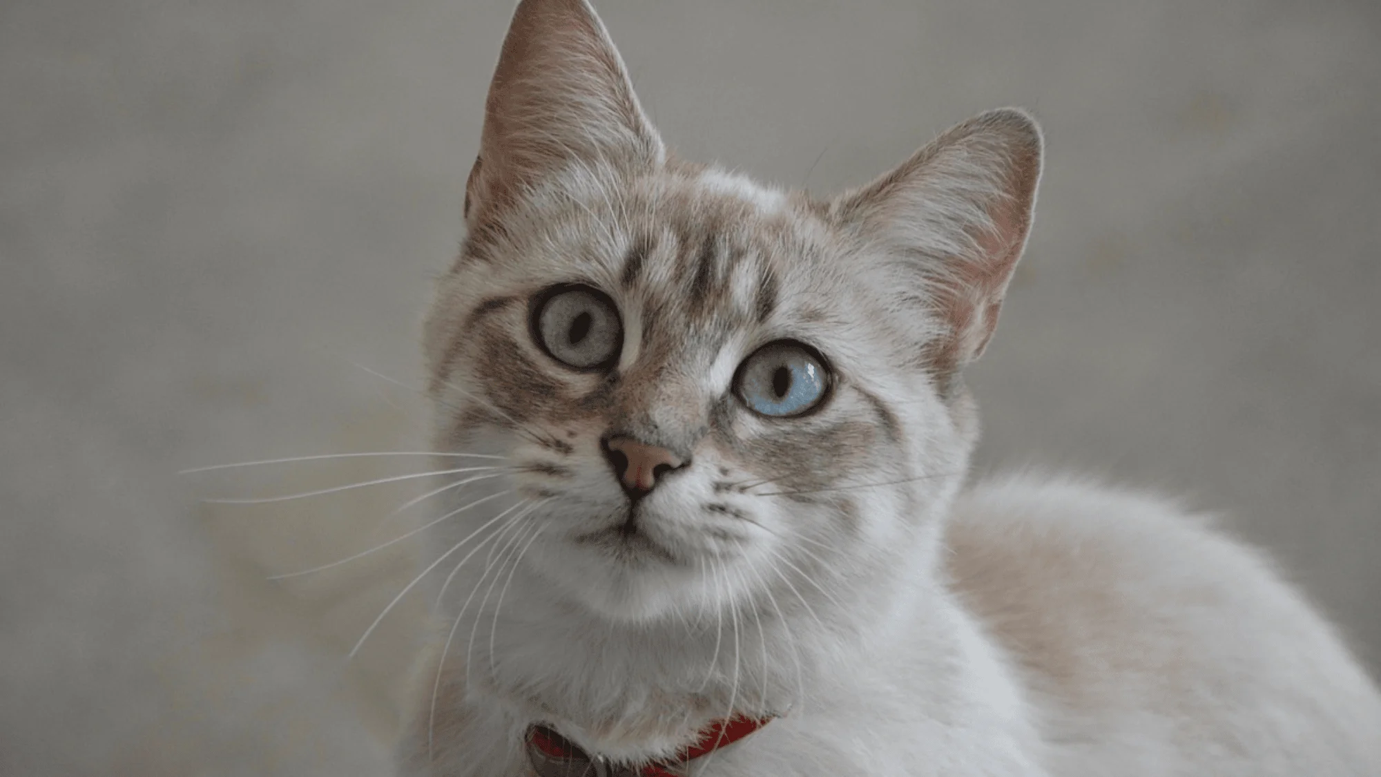 This sound your cat makes says even more than any meow