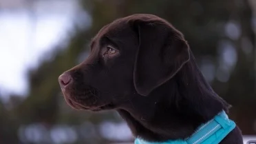 According to veterinarians, these are the 20 most emotionally sensitive ...