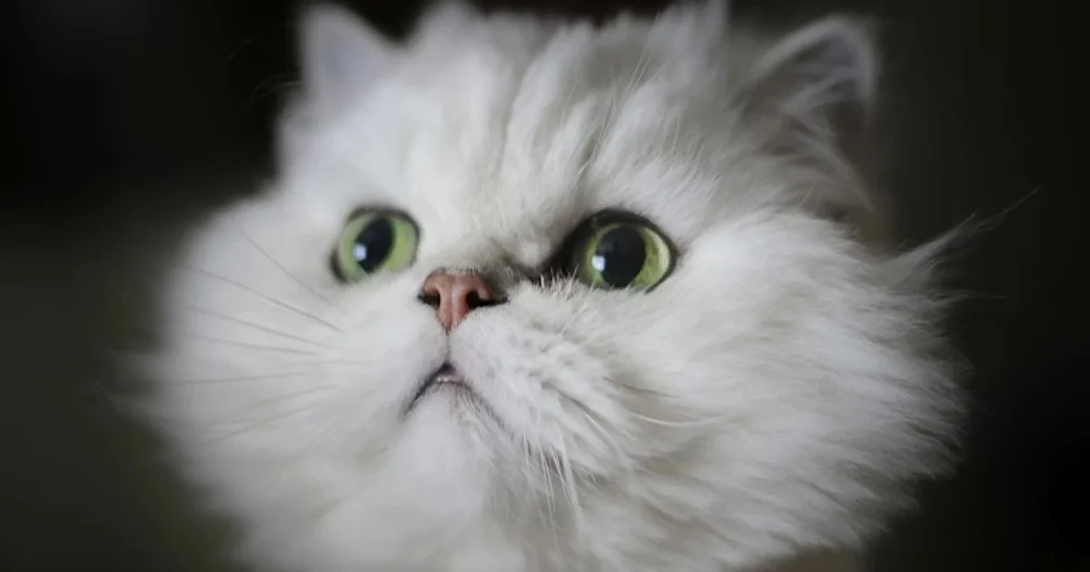 How old is your cat in human years? We'll explain