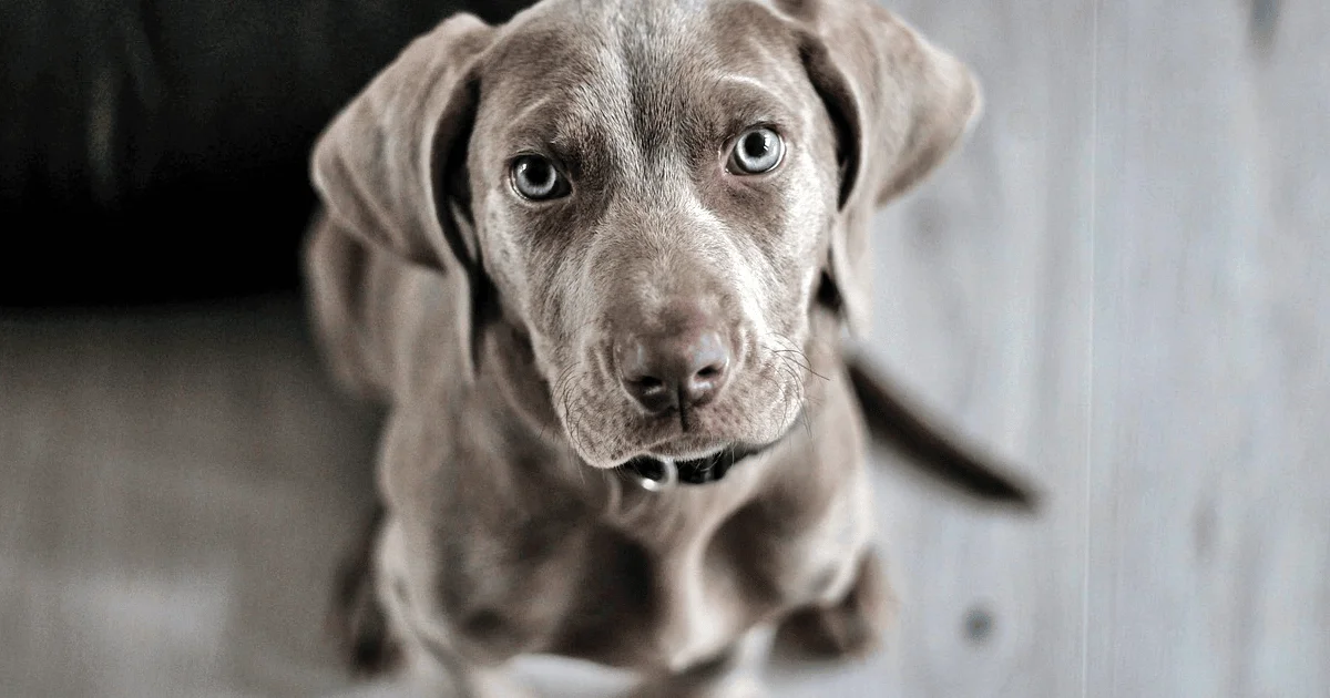 9 Signs Your Dog Is Bored at Home, According to the ASPCA