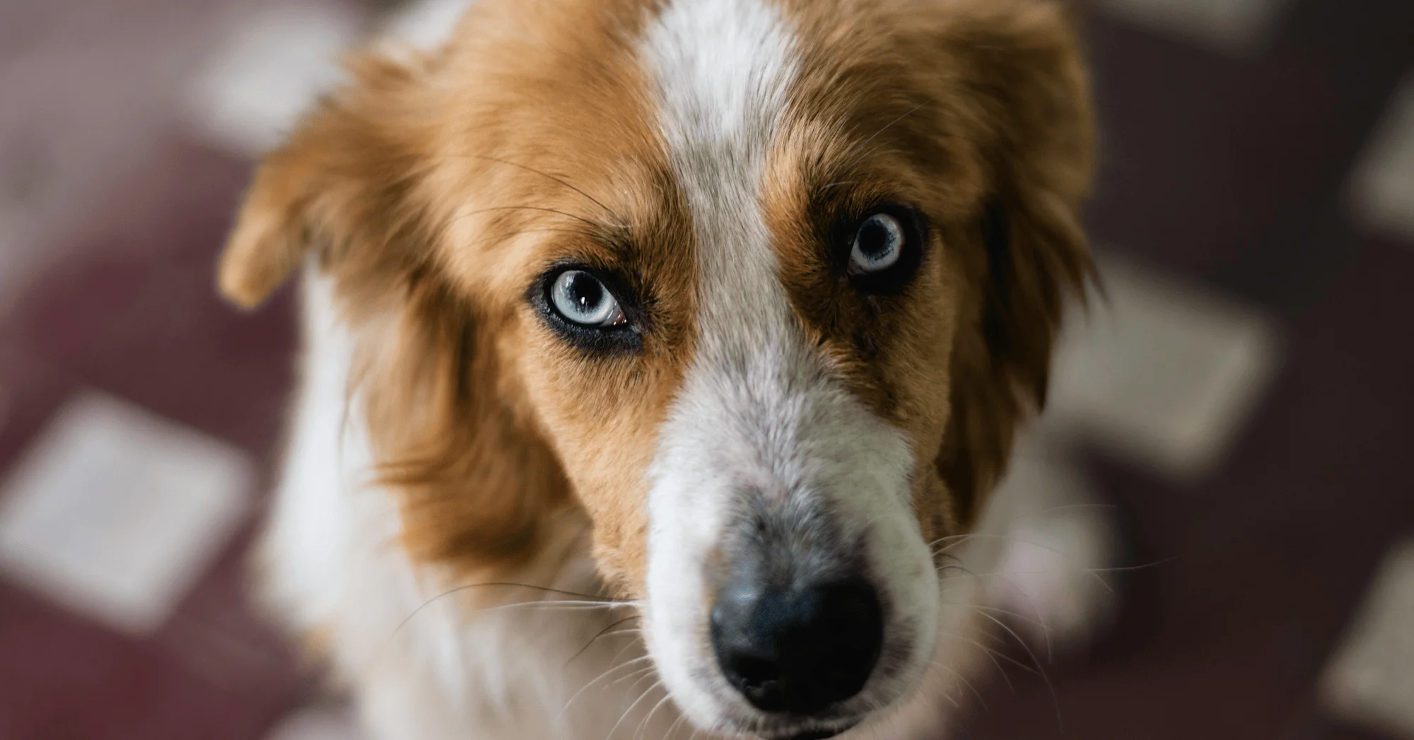 If your dog checks on you constantly, this is the emotional reason why