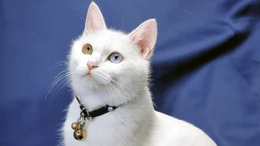 Curated visual reference: Picture Idea: Your Cat Could Be Depressed Veterinarians Reveal Common Signs